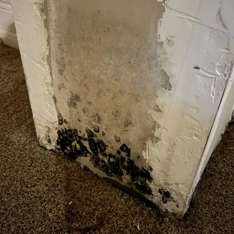 Professional Mold Removal in West Point, MS